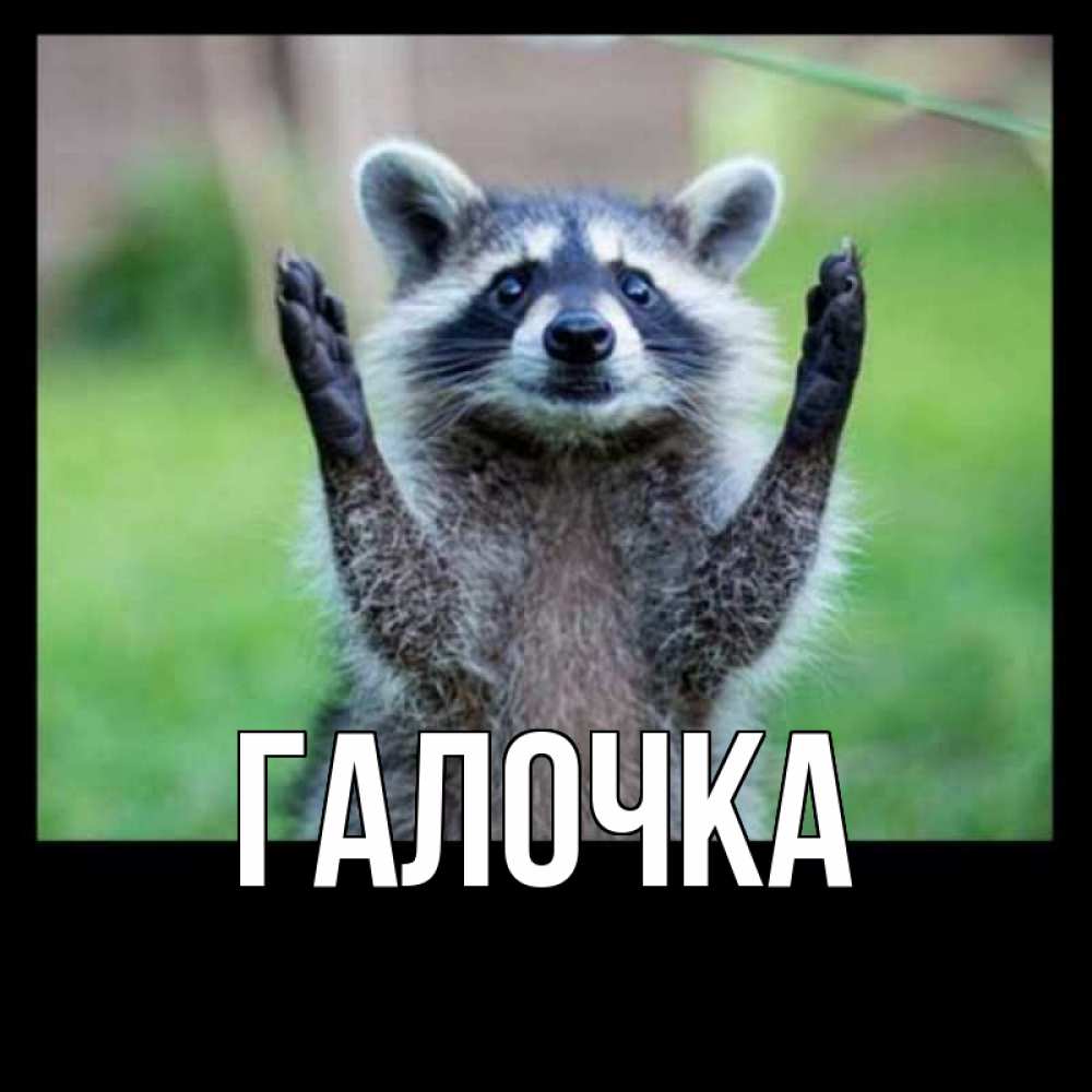 Открытка на каждый день с именем, Галочка Главная милые животные Прикольная открытка с пожеланием онлайн скачать бесплатно 