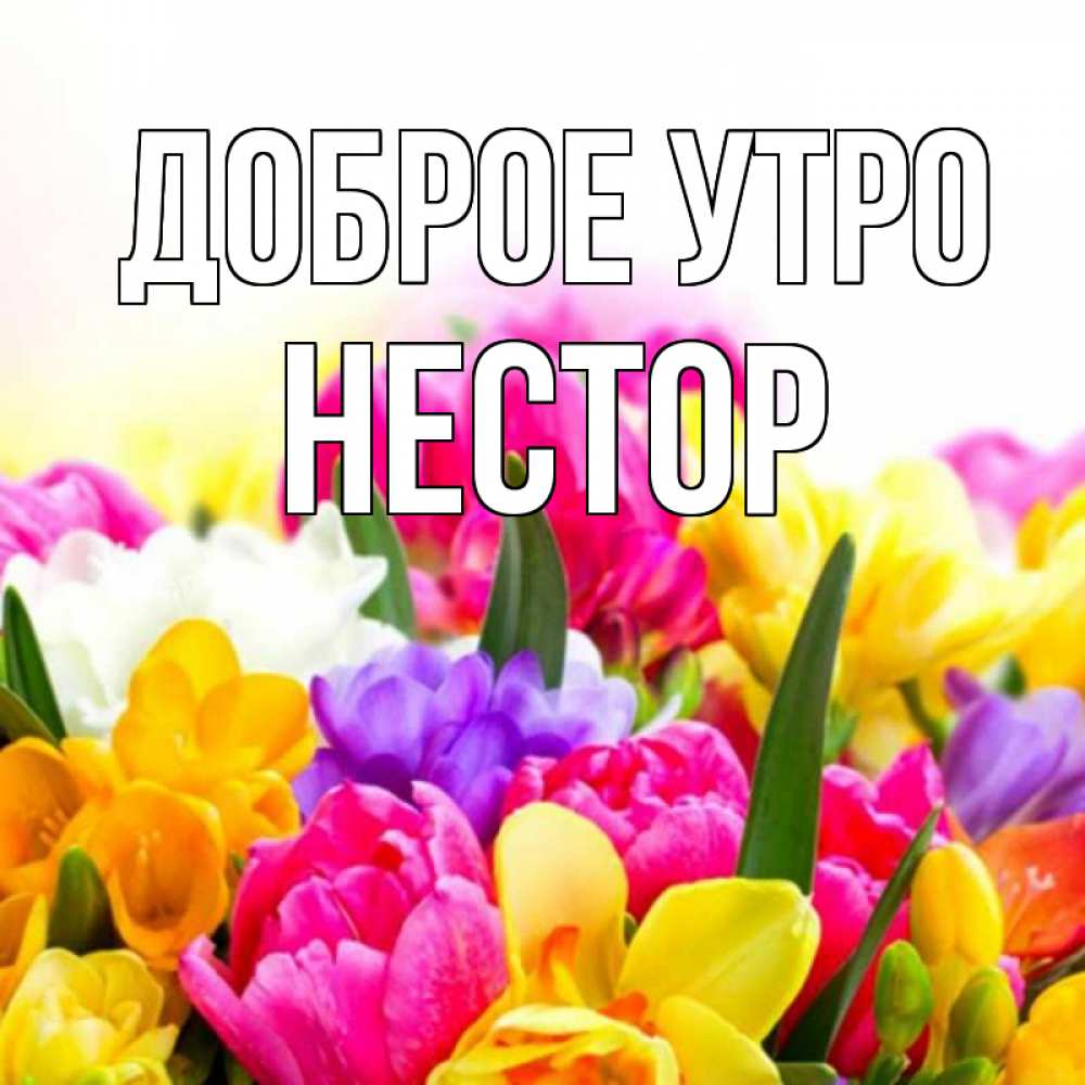 Открытка на каждый день с именем, Нестор Доброе утро создать открытку со свое подписью Прикольная открытка с пожеланием онлайн скачать бесплатно 