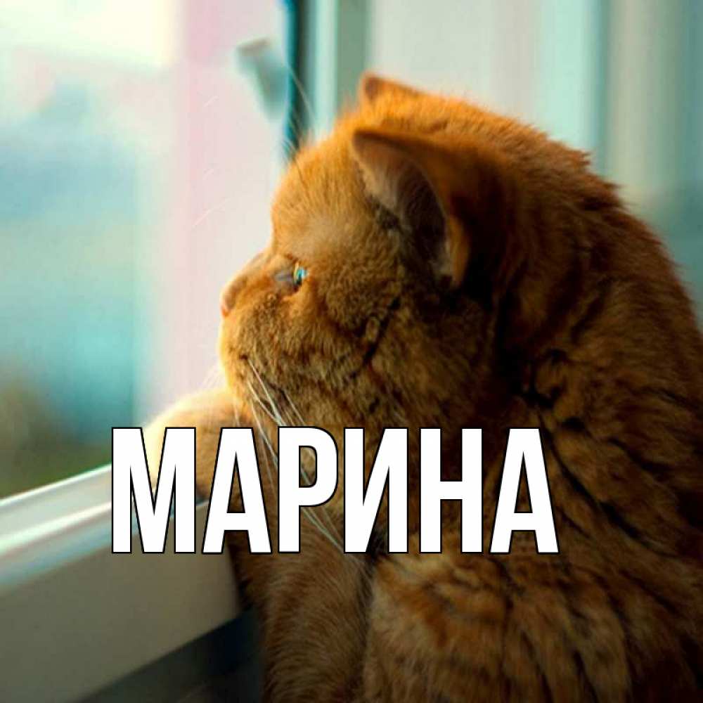 Открытка на каждый день с именем, Марина Главная большой огромный рыжий котяра Прикольная открытка с пожеланием онлайн скачать бесплатно 