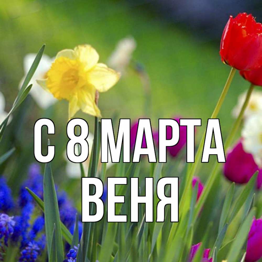 Открытка на каждый день с именем, Веня С 8 марта международный женский день 3 Прикольная открытка с пожеланием онлайн скачать бесплатно 