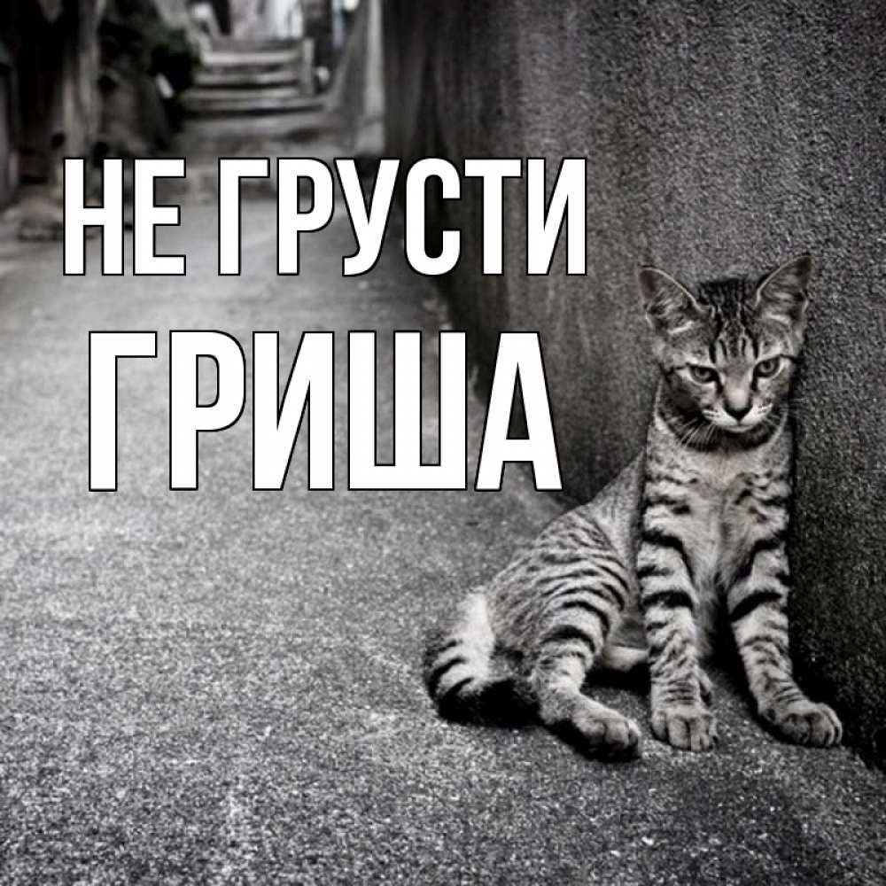 Открытка на каждый день с именем, Гриша Не грусти скучающий котик Прикольная открытка с пожеланием онлайн скачать бесплатно 