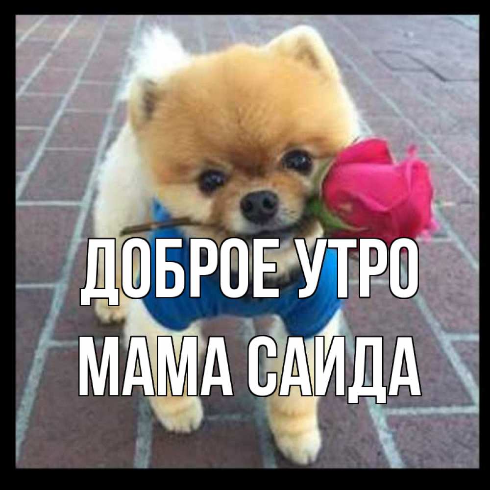 Открытка на каждый день с именем, Мама-Саида Доброе утро роза в зубах Прикольная открытка с пожеланием онлайн скачать бесплатно 