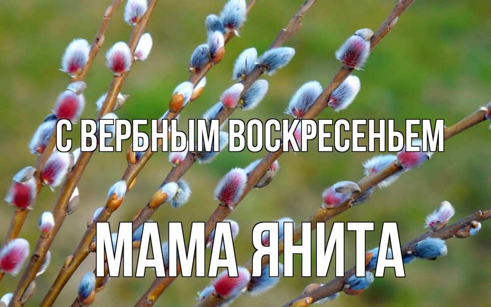 Открытка на каждый день с именем, Мама-Янита С вербным воскресеньем верба Прикольная открытка с пожеланием онлайн скачать бесплатно 