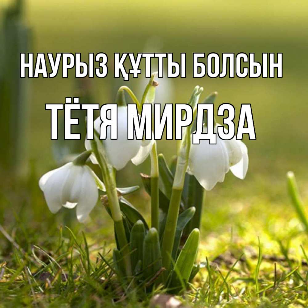 Открытка на каждый день с именем, Тётя-Мирдза Наурыз құтты болсын ранние цветы 2 Прикольная открытка с пожеланием онлайн скачать бесплатно 