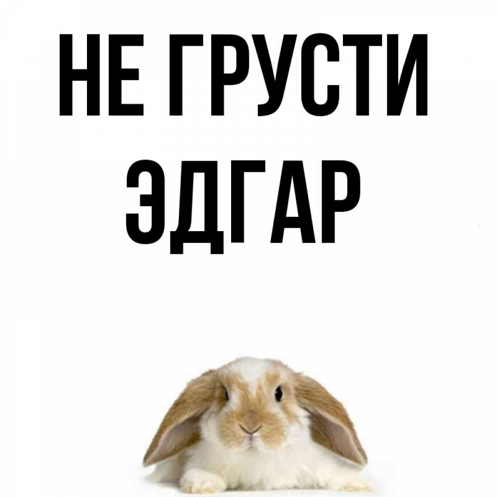 Открытка на каждый день с именем, Эдгар Не грусти коричнево белый заяц с большими ушками Прикольная открытка с пожеланием онлайн скачать бесплатно 