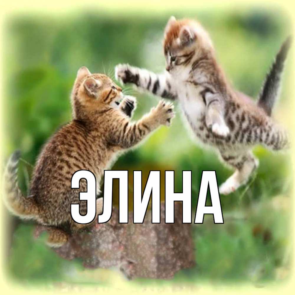 Открытка на каждый день с именем, Элина Главная игры котят Прикольная открытка с пожеланием онлайн скачать бесплатно 