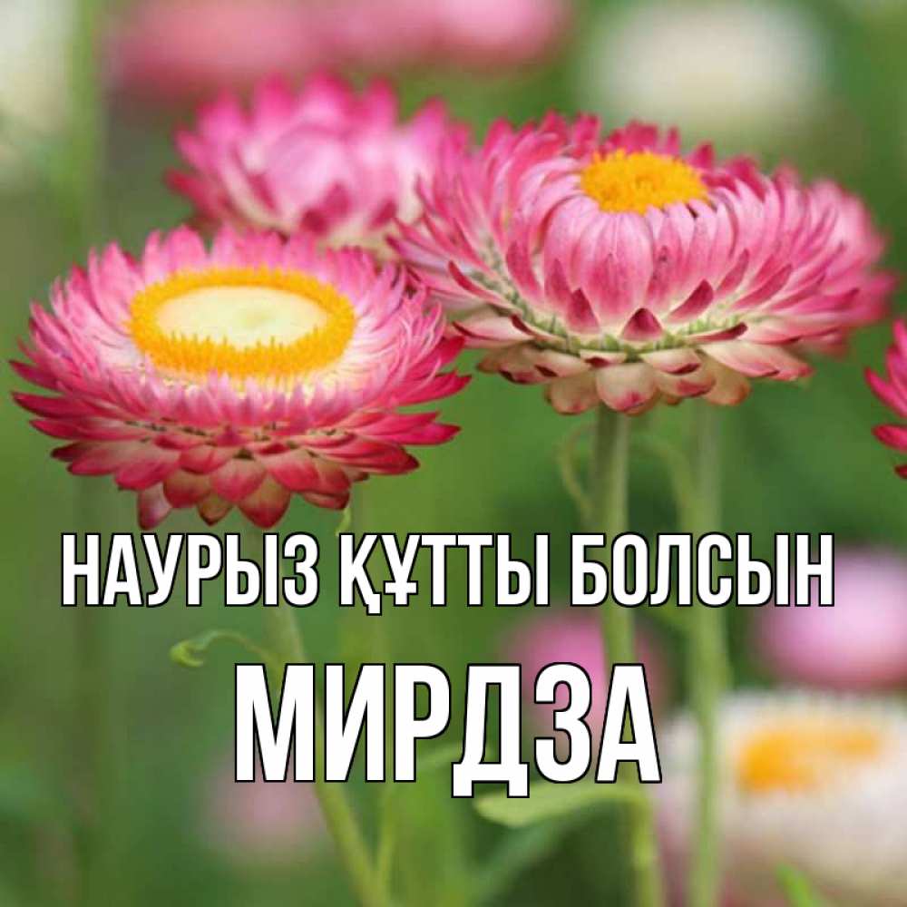 Открытка на каждый день с именем, Мирдза Наурыз құтты болсын подарок на международный женский день Прикольная открытка с пожеланием онлайн скачать бесплатно 