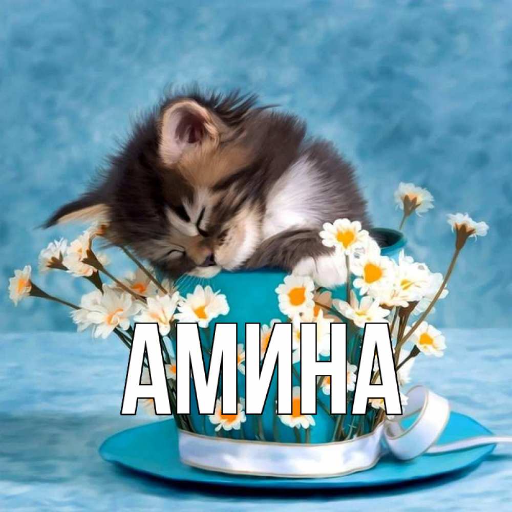 Открытка на каждый день с именем, Амина Главная котенок спит в кружке с блюдцем Прикольная открытка с пожеланием онлайн скачать бесплатно 