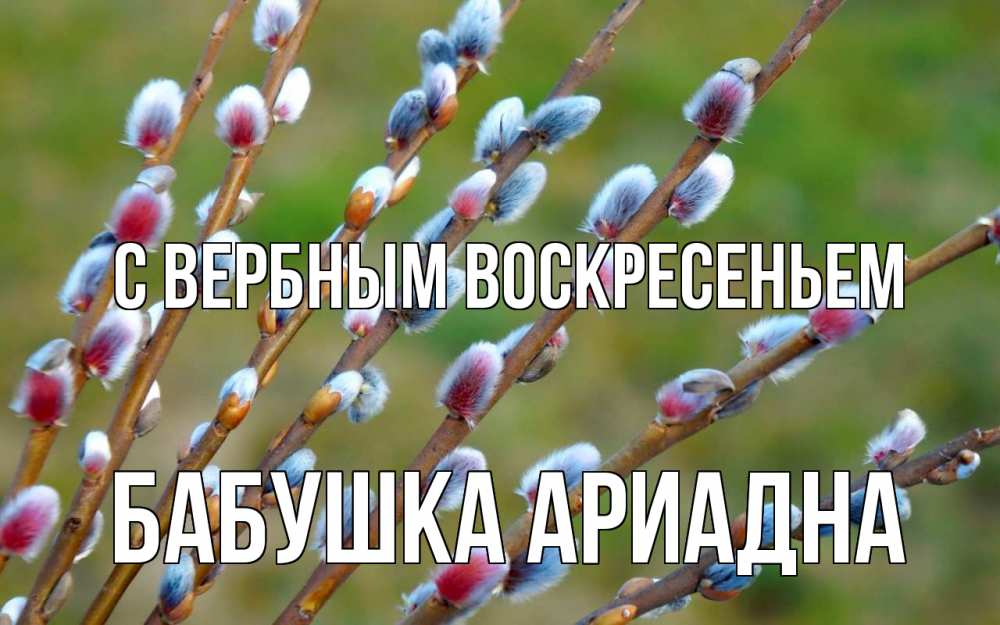 Открытка на каждый день с именем, Бабушка-Ариадна С вербным воскресеньем верба Прикольная открытка с пожеланием онлайн скачать бесплатно 