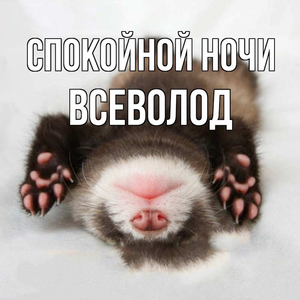 Открытка на каждый день с именем, Всеволод Спокойной ночи зверек Прикольная открытка с пожеланием онлайн скачать бесплатно 