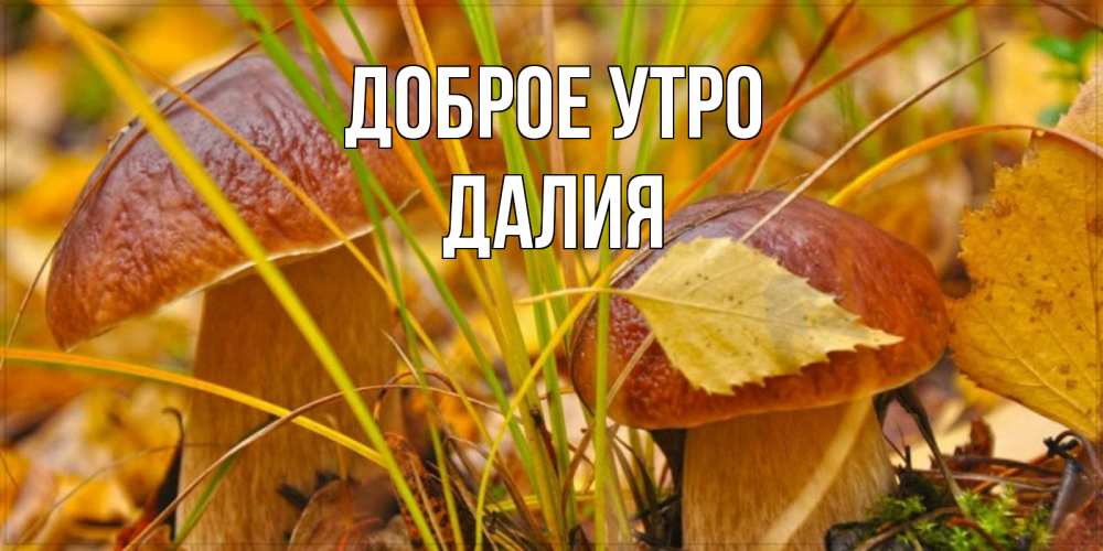 Открытка на каждый день с именем, Далия Доброе утро осенние грибы Прикольная открытка с пожеланием онлайн скачать бесплатно 