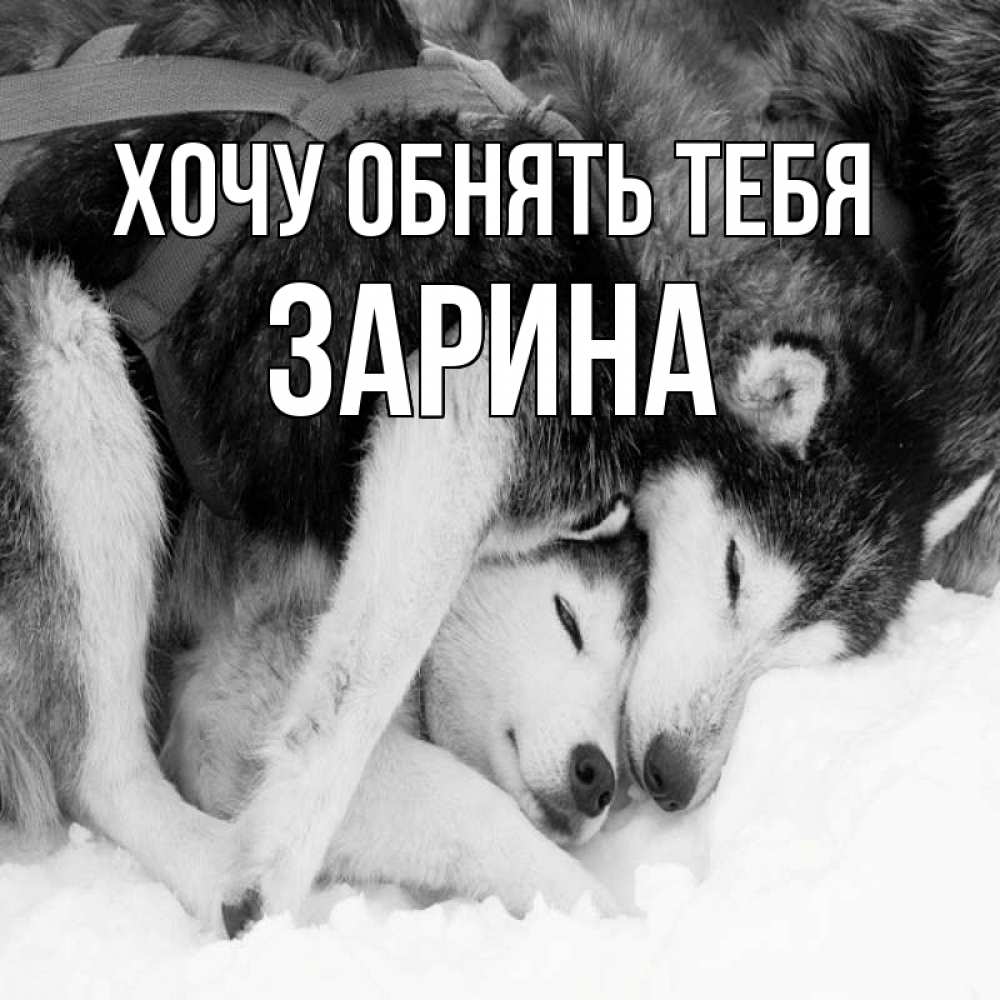 Открытка на каждый день с именем, Зарина Хочу обнять тебя собачки в упряжке Прикольная открытка с пожеланием онлайн скачать бесплатно 