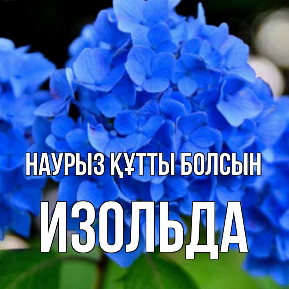 Открытка на каждый день с именем, Изольда Наурыз құтты болсын синие цветы Прикольная открытка с пожеланием онлайн скачать бесплатно 