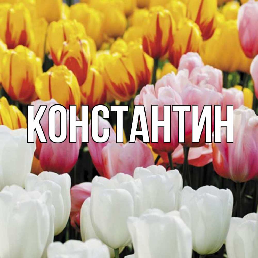 Открытка на каждый день с именем, Константин Главная разноцветные цветы Прикольная открытка с пожеланием онлайн скачать бесплатно 