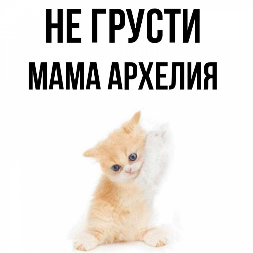 Открытка на каждый день с именем, Мама-Архелия Не грусти просящий кот Прикольная открытка с пожеланием онлайн скачать бесплатно 