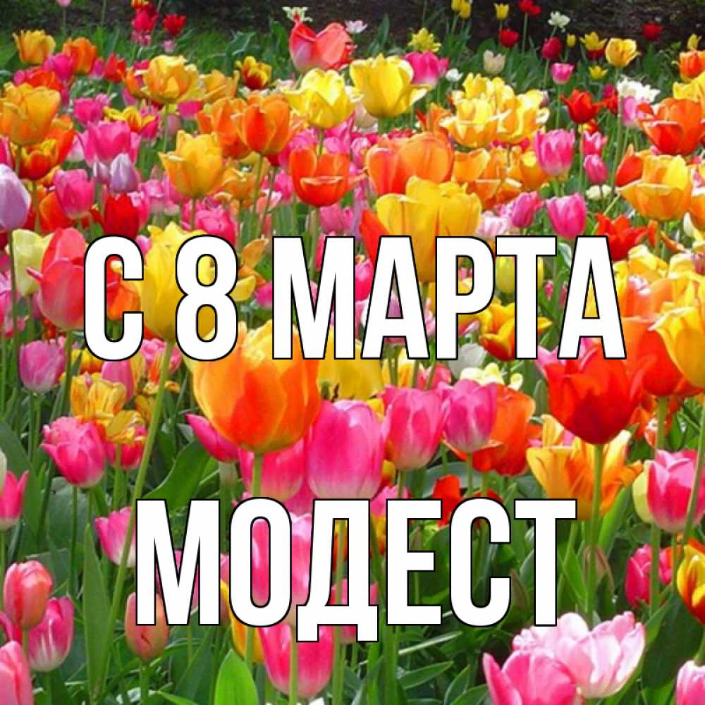 Открытка на каждый день с именем, Модест С 8 марта на международный женский день Прикольная открытка с пожеланием онлайн скачать бесплатно 