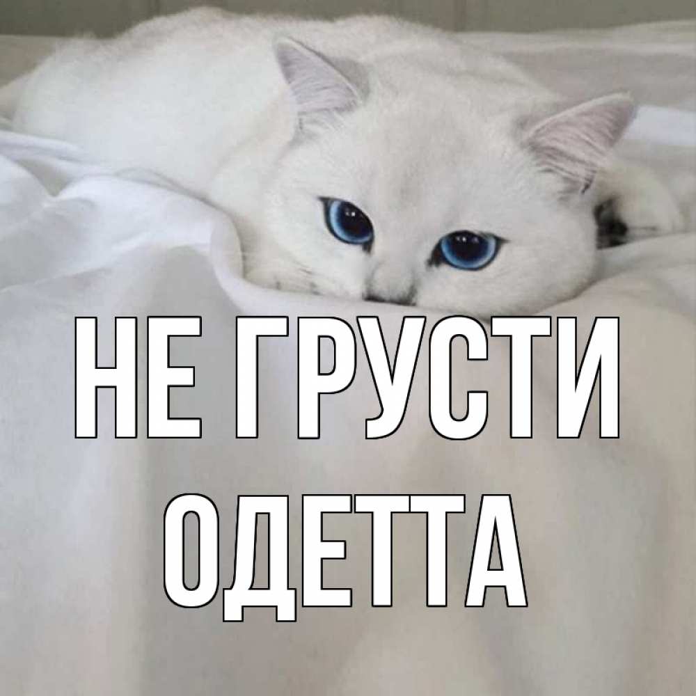 Открытка на каждый день с именем, Одетта Не грусти белый кот с голубыми глазами на белоснежной кровати Прикольная открытка с пожеланием онлайн скачать бесплатно 