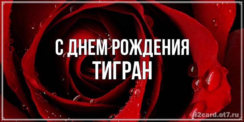 Открытка на каждый день с именем, Тигран С днем рождения крупная бордовая роза Прикольная открытка с пожеланием онлайн скачать бесплатно 