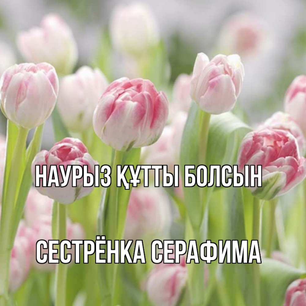 Открытка на каждый день с именем, Сестрёнка-Серафима Наурыз құтты болсын цветы Прикольная открытка с пожеланием онлайн скачать бесплатно 