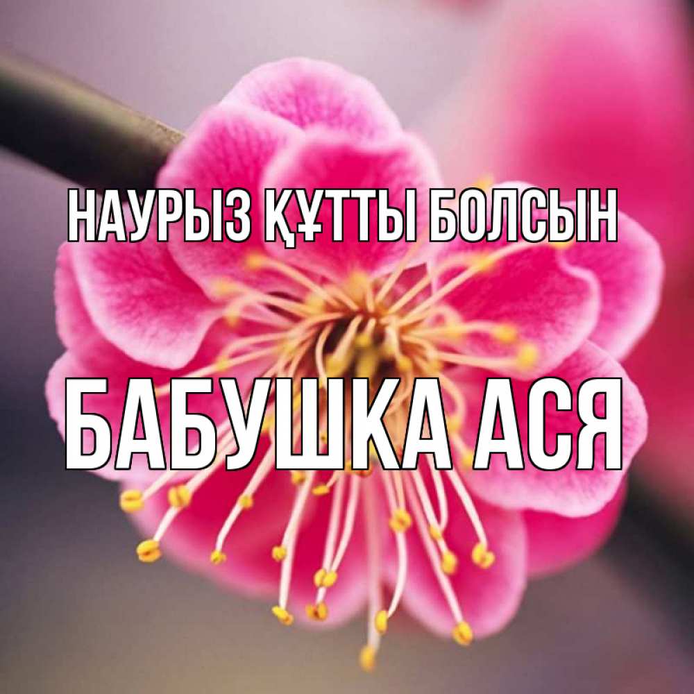 Открытка на каждый день с именем, Бабушка-Ася Наурыз құтты болсын цветы Прикольная открытка с пожеланием онлайн скачать бесплатно 