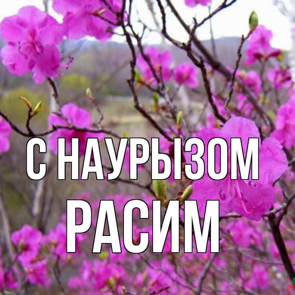 Открытка на каждый день с именем, Расим С наурызом праздник весны наурыз Прикольная открытка с пожеланием онлайн скачать бесплатно 