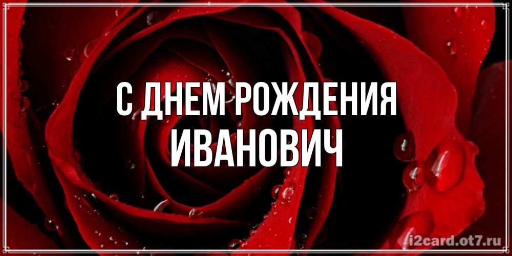 Открытка на каждый день с именем, Иванович С днем рождения крупная бордовая роза Прикольная открытка с пожеланием онлайн скачать бесплатно 