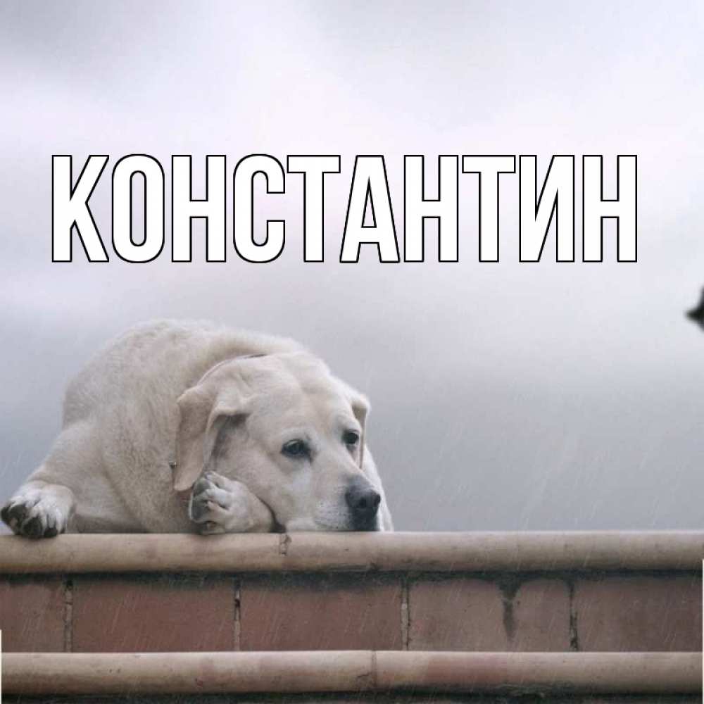 Открытка на каждый день с именем, Константин Главная ждет Прикольная открытка с пожеланием онлайн скачать бесплатно 