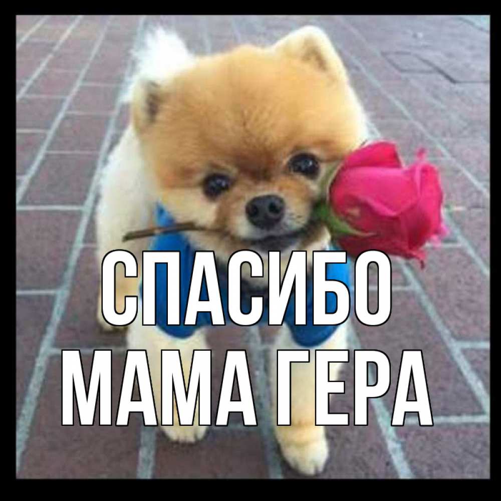 Открытка на каждый день с именем, Мама-Гера Спасибо спасибо и дарю тебе цветок Прикольная открытка с пожеланием онлайн скачать бесплатно 