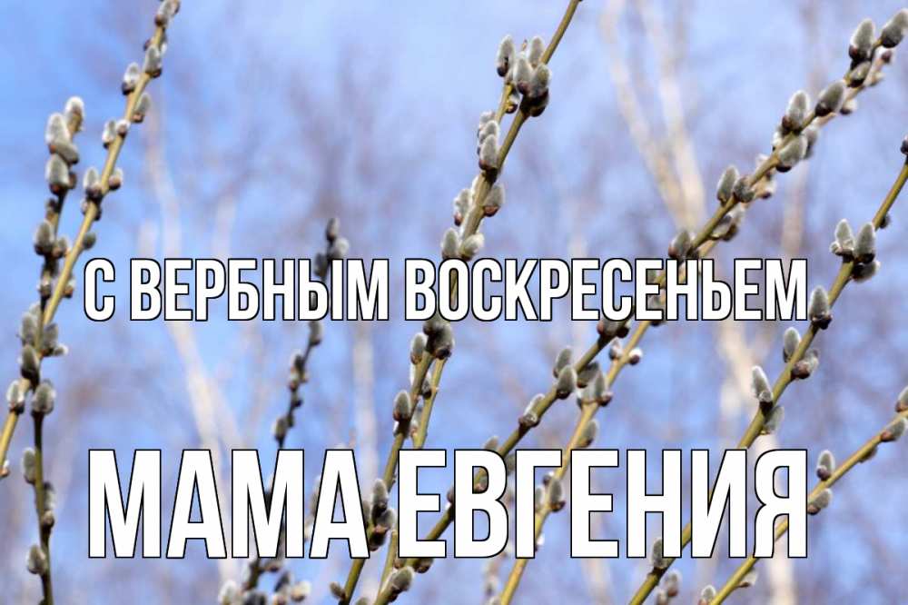 Открытка на каждый день с именем, Мама-Евгения С вербным воскресеньем верба Прикольная открытка с пожеланием онлайн скачать бесплатно 