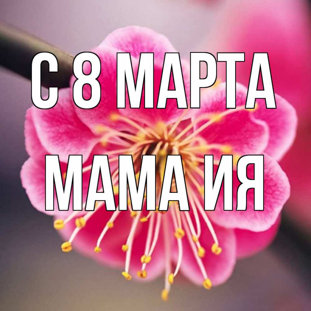 Открытка на каждый день с именем, Мама-Ия С 8 марта цветы Прикольная открытка с пожеланием онлайн скачать бесплатно 