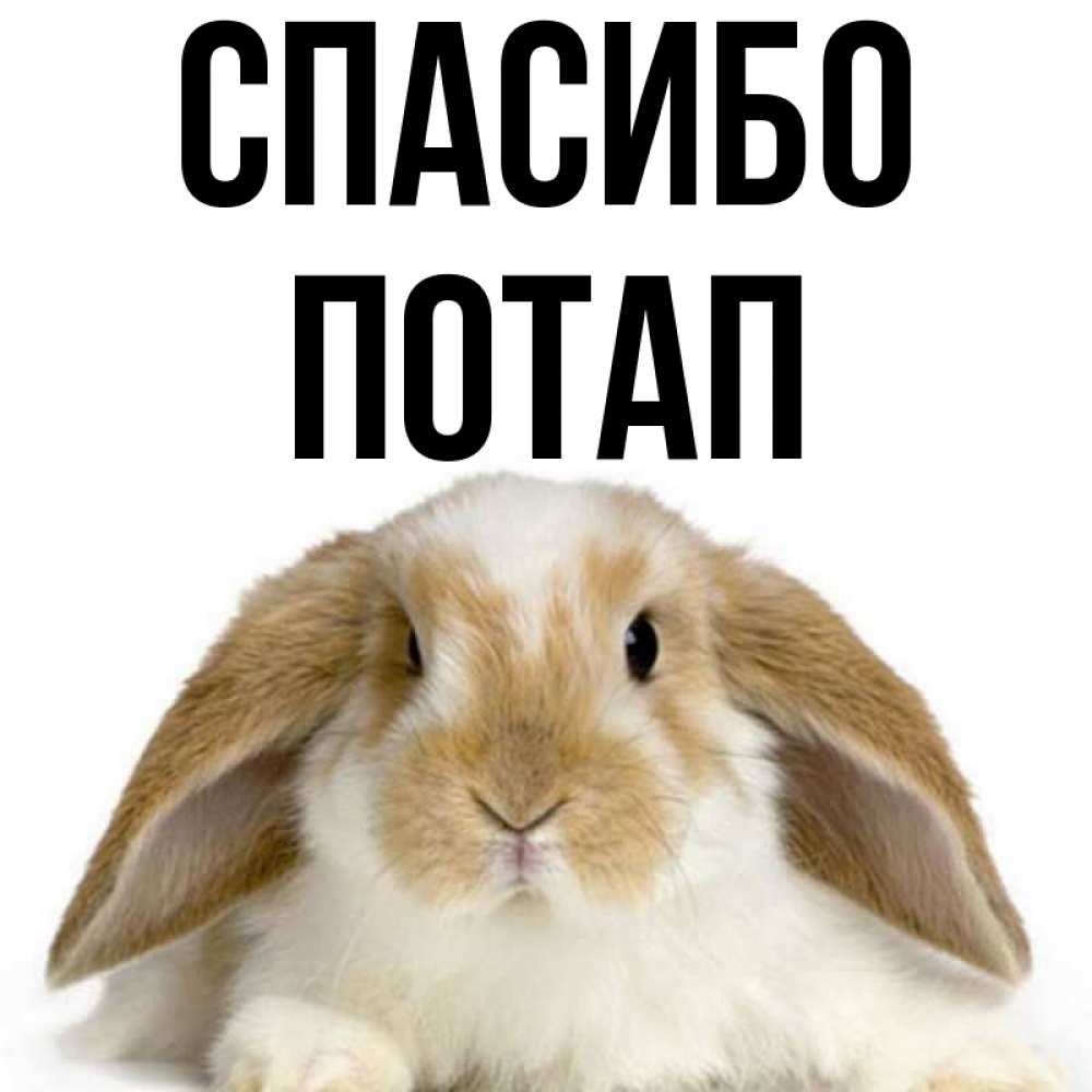 Открытка на каждый день с именем, Потап Спасибо коричнево белый заяц Прикольная открытка с пожеланием онлайн скачать бесплатно 