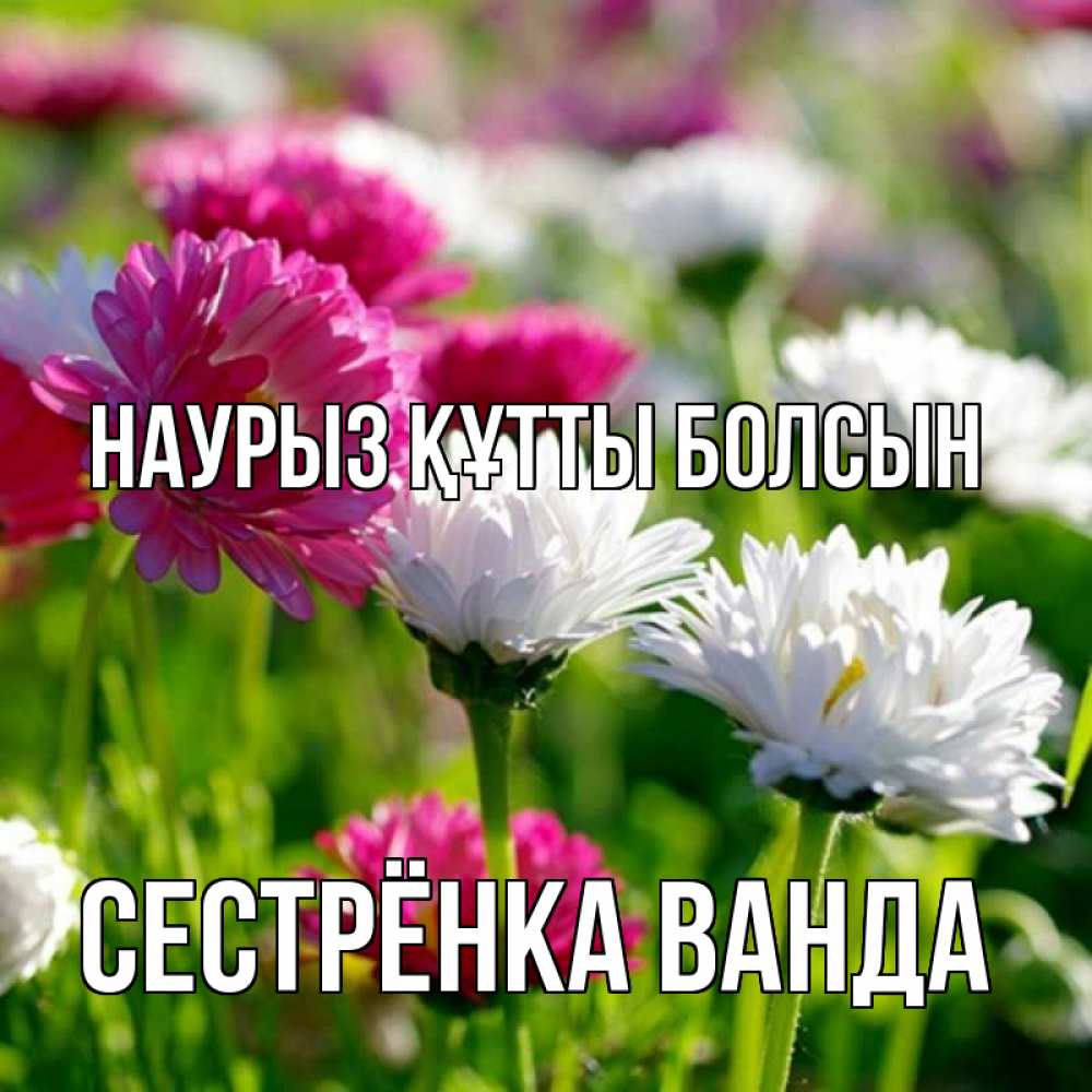 Открытка на каждый день с именем, Сестрёнка-Ванда Наурыз құтты болсын наурыз Прикольная открытка с пожеланием онлайн скачать бесплатно 
