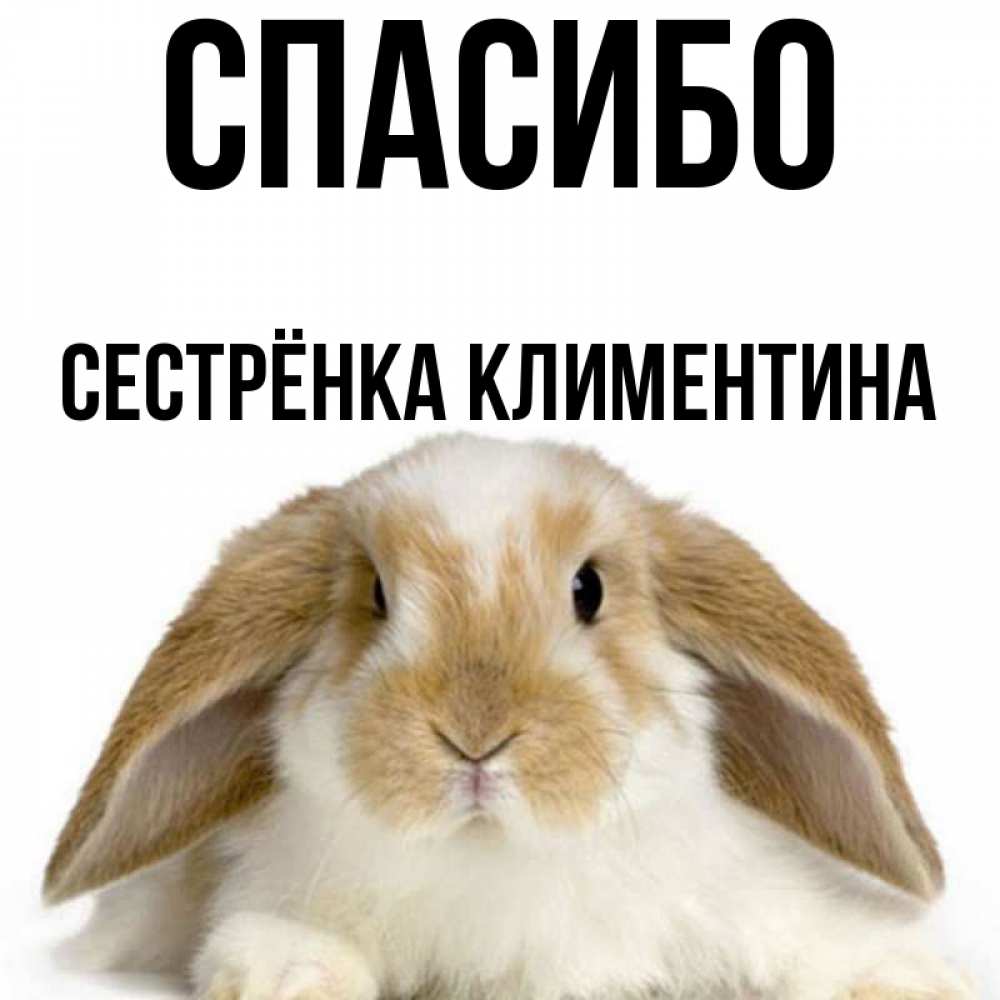 Открытка на каждый день с именем, Сестрёнка-Климентина Спасибо коричнево белый заяц Прикольная открытка с пожеланием онлайн скачать бесплатно 