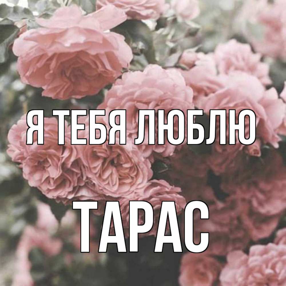 Открытка на каждый день с именем, Тарас Я тебя люблю розы 3 Прикольная открытка с пожеланием онлайн скачать бесплатно 