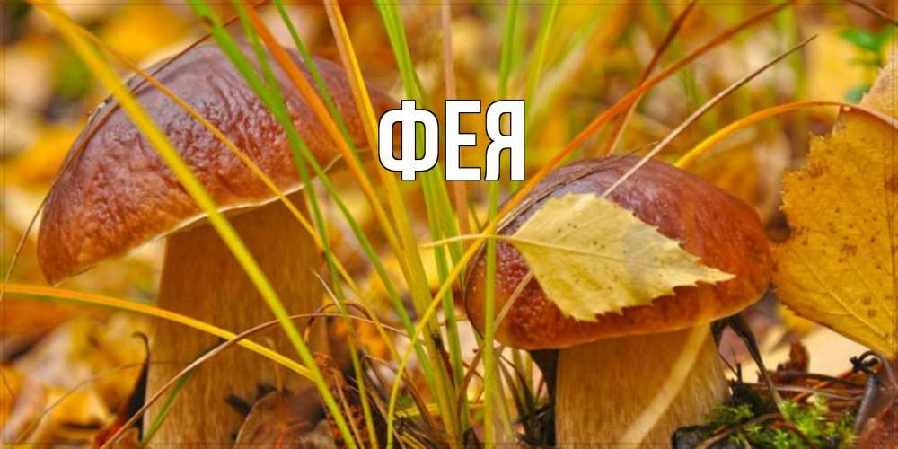 Открытка на каждый день с именем, Фея Главная осенние грибы Прикольная открытка с пожеланием онлайн скачать бесплатно 