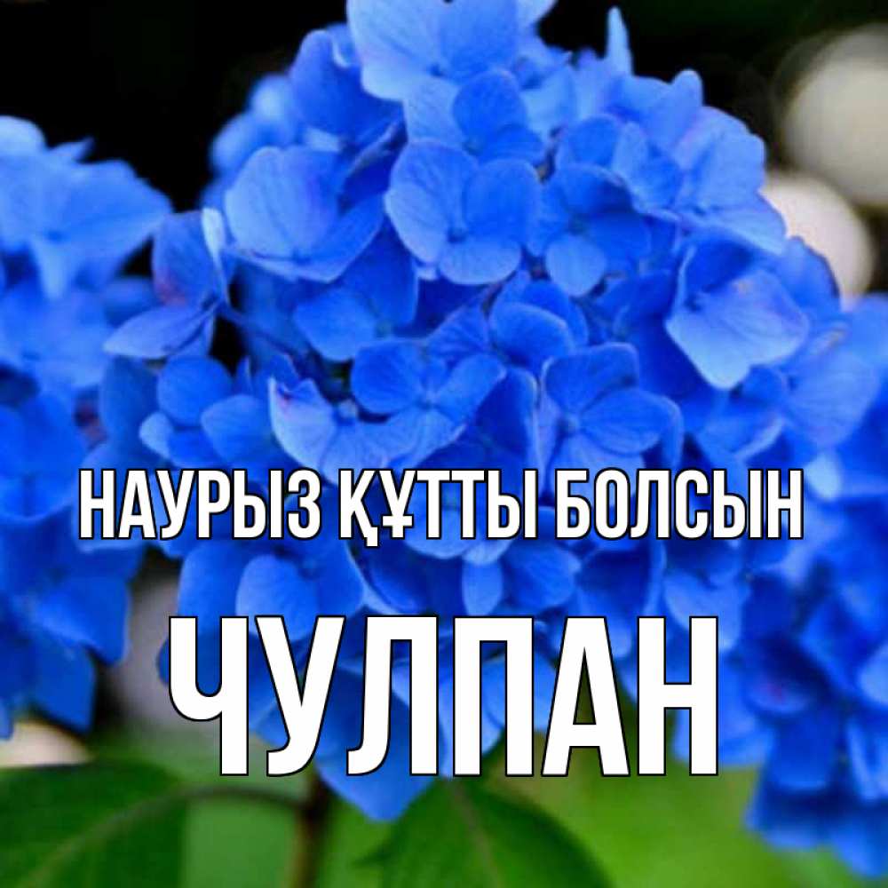 Открытка на каждый день с именем, Чулпан Наурыз құтты болсын синие цветы Прикольная открытка с пожеланием онлайн скачать бесплатно 