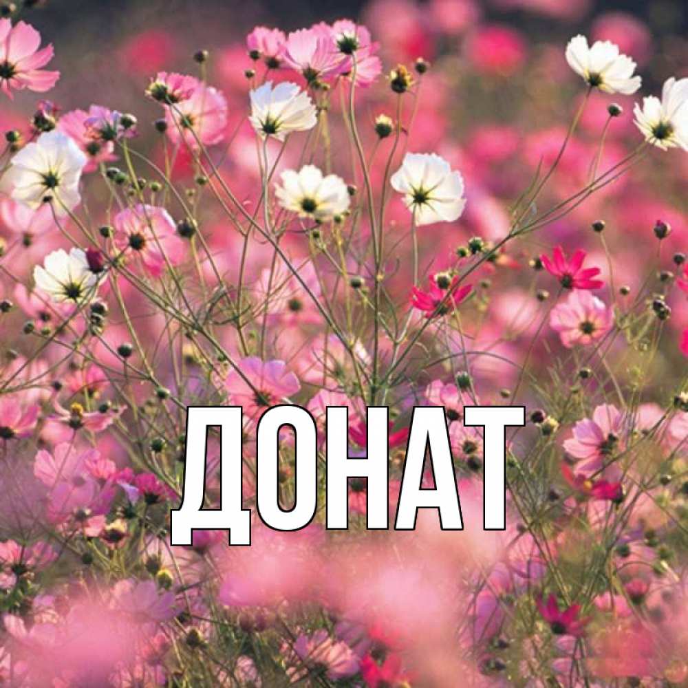 Открытка на каждый день с именем, Донат Главная красиво 1 Прикольная открытка с пожеланием онлайн скачать бесплатно 
