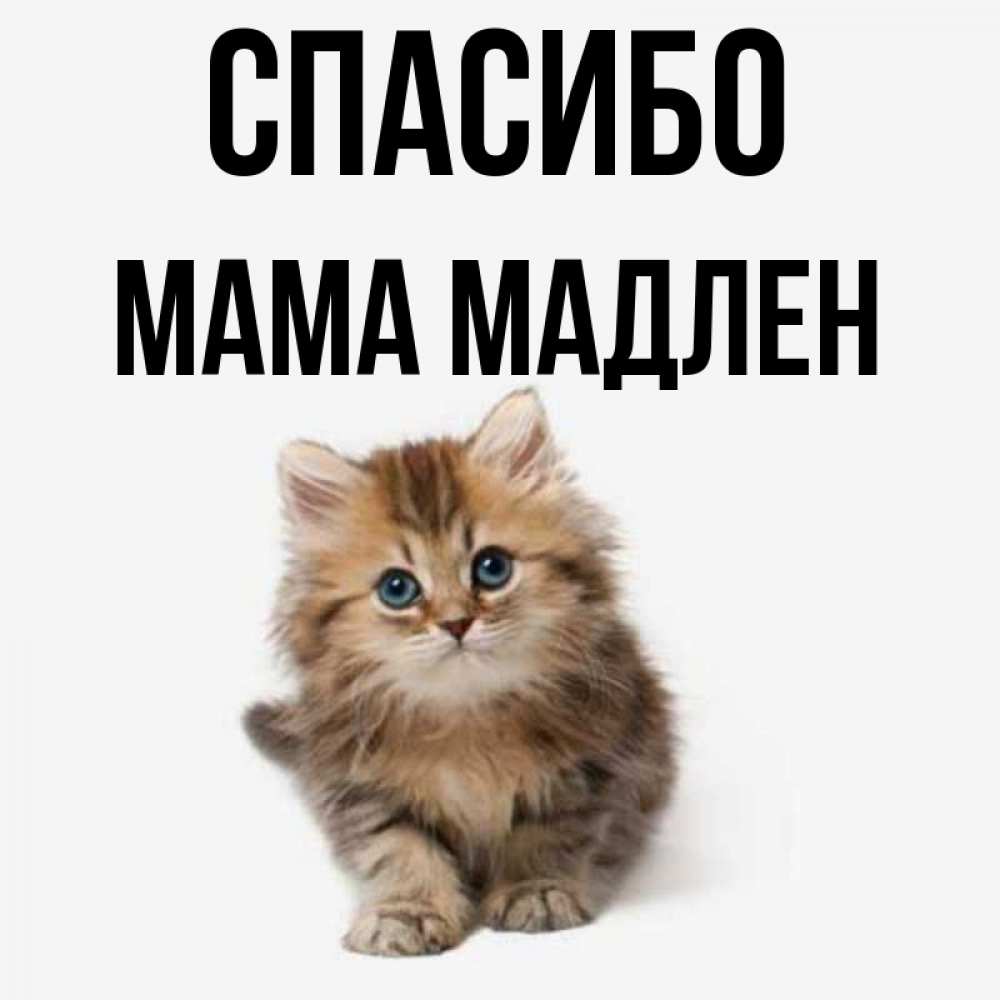 Открытка на каждый день с именем, Мама-Мадлен Спасибо пушистый котик Прикольная открытка с пожеланием онлайн скачать бесплатно 