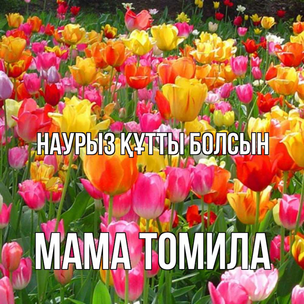 Открытка на каждый день с именем, Мама-Томила Наурыз құтты болсын на наурыз  ура ура Прикольная открытка с пожеланием онлайн скачать бесплатно 