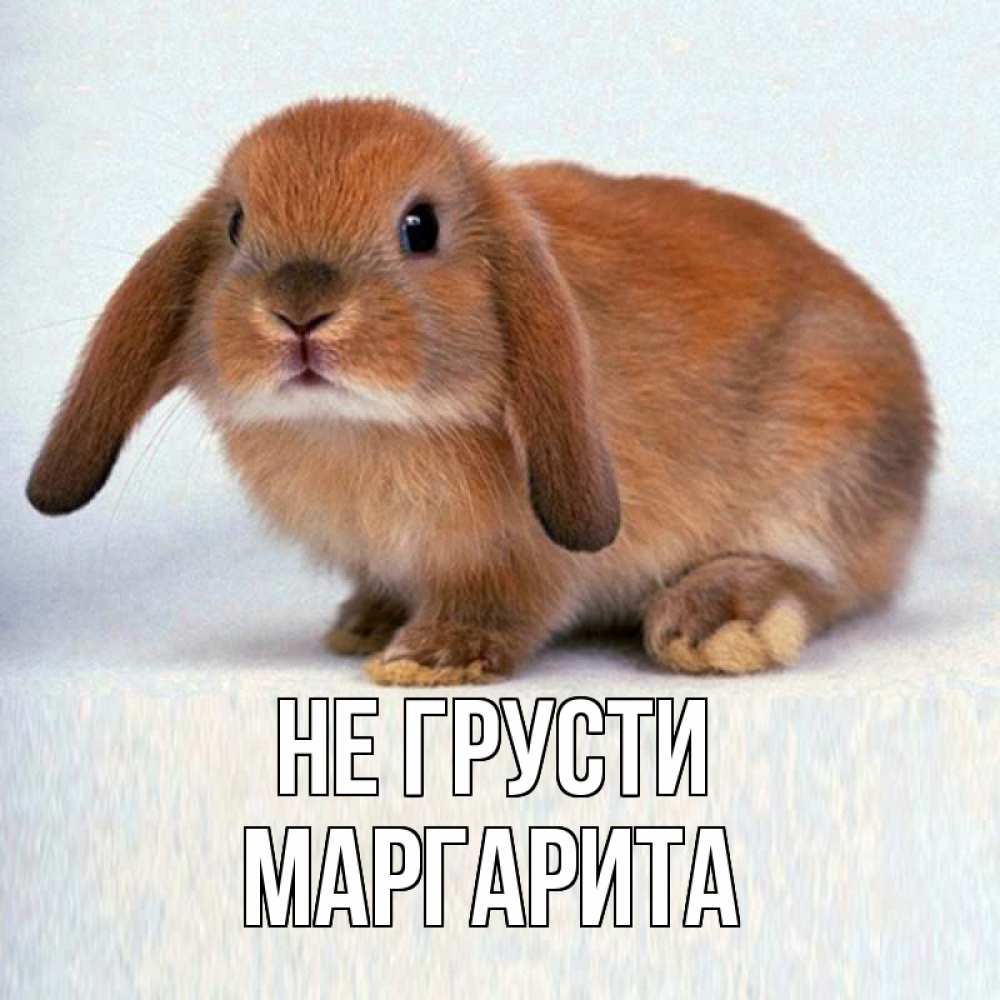 Открытка на каждый день с именем, Маргарита Не грусти рыжий зая Прикольная открытка с пожеланием онлайн скачать бесплатно 