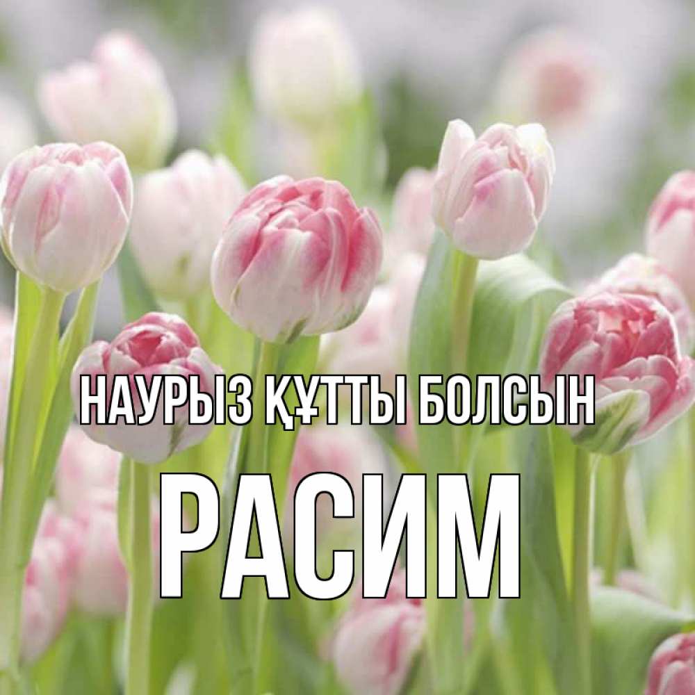 Открытка на каждый день с именем, Расим Наурыз құтты болсын цветы Прикольная открытка с пожеланием онлайн скачать бесплатно 