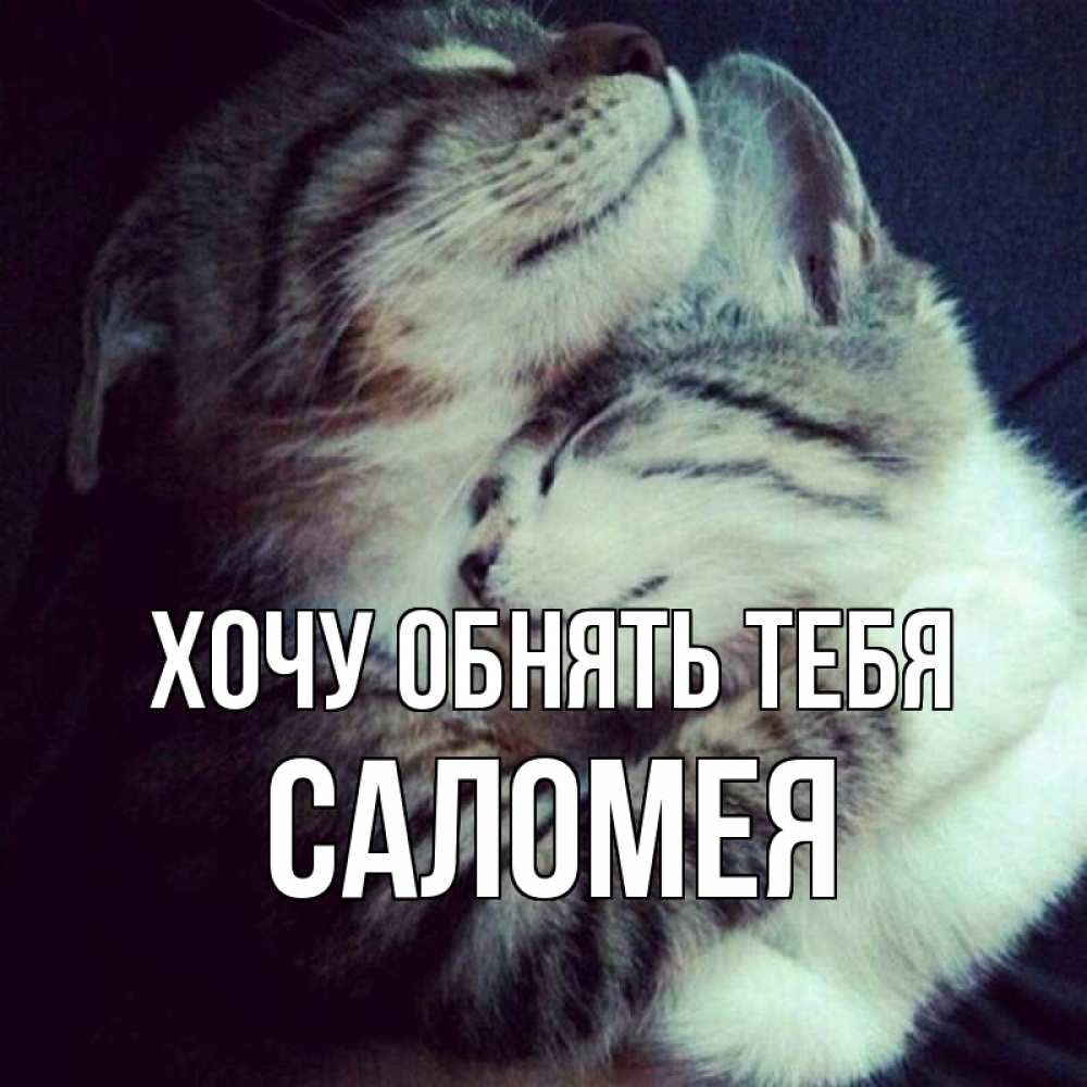 Открытка на каждый день с именем, Саломея Хочу обнять тебя полосатики Прикольная открытка с пожеланием онлайн скачать бесплатно 