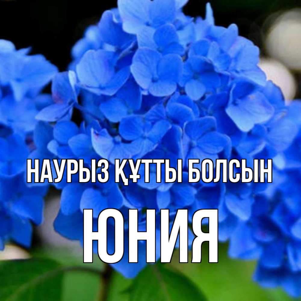 Открытка на каждый день с именем, Юния Наурыз құтты болсын синие цветы Прикольная открытка с пожеланием онлайн скачать бесплатно 