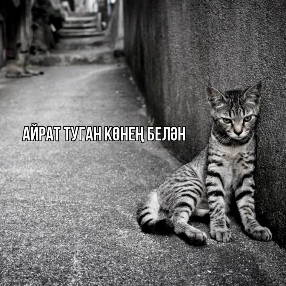 Открытка на каждый день с именем, Айрат-туган-көнең-белән Главная скучающий котик Прикольная открытка с пожеланием онлайн скачать бесплатно 