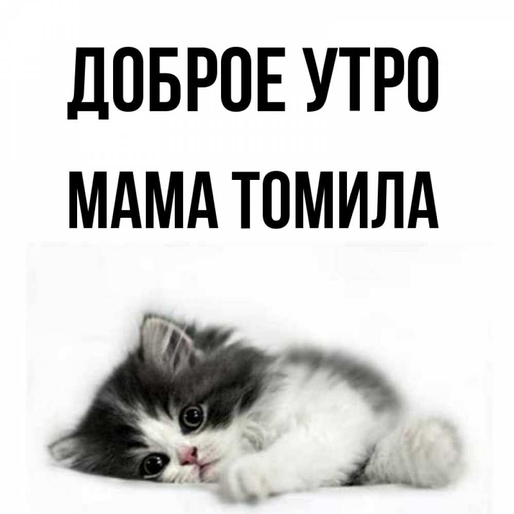 Открытка на каждый день с именем, Мама-Томила Доброе утро кот лапки Прикольная открытка с пожеланием онлайн скачать бесплатно 