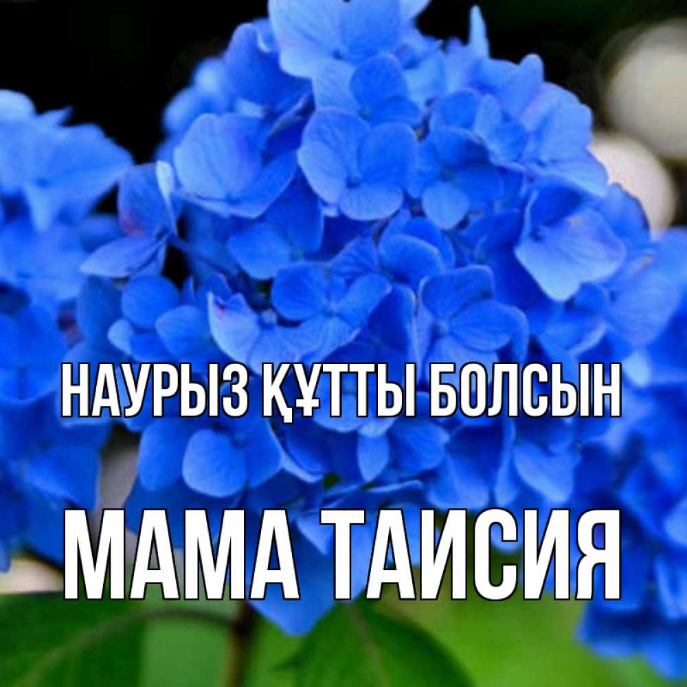 Открытка на каждый день с именем, Мама-Таисия Наурыз құтты болсын синие цветы Прикольная открытка с пожеланием онлайн скачать бесплатно 