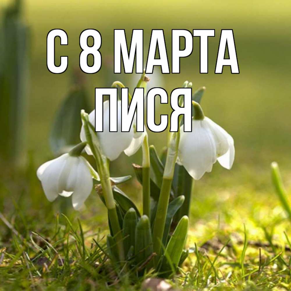 Картинка С 8 МАРТА, Пися