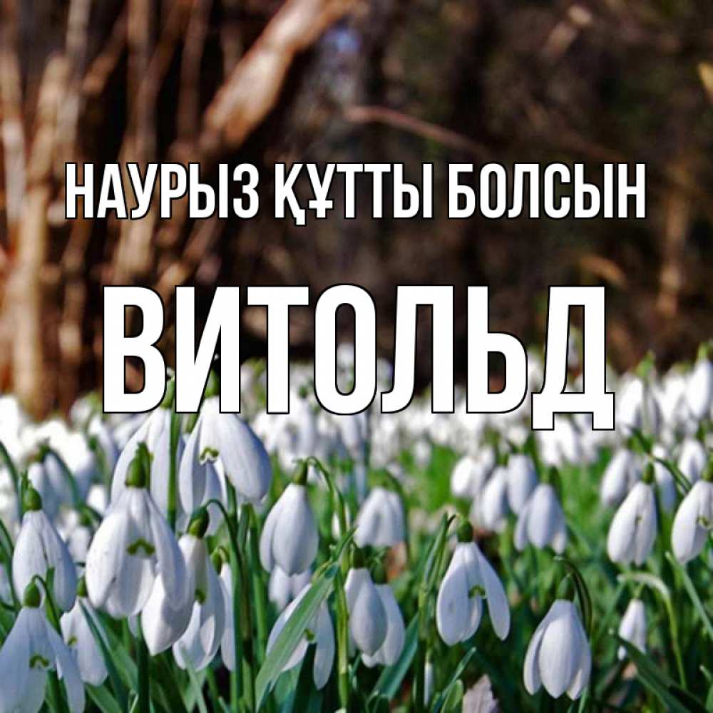 Открытка на каждый день с именем, Витольд Наурыз құтты болсын с подснежниками 1 Прикольная открытка с пожеланием онлайн скачать бесплатно 