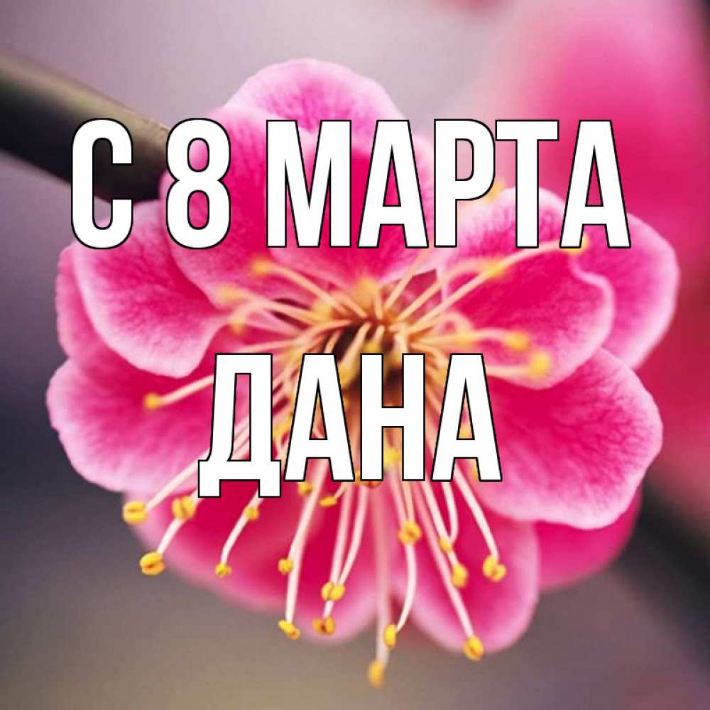 Открытка на каждый день с именем, Дана С 8 МАРТА цветы Прикольная открытка с пожеланием онлайн скачать бесплатно 