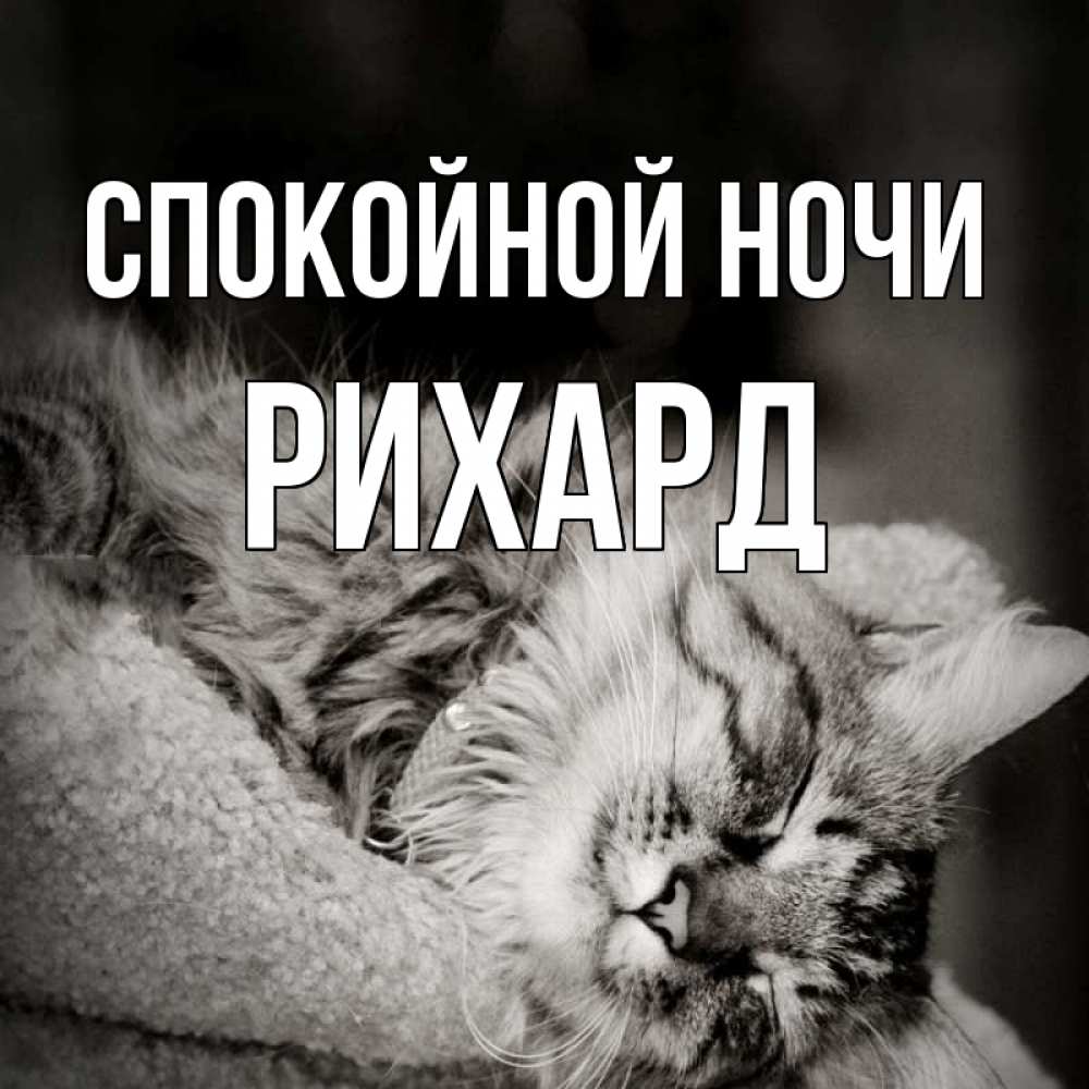 Открытка на каждый день с именем, Рихард Спокойной ночи котярик пушистый Прикольная открытка с пожеланием онлайн скачать бесплатно 